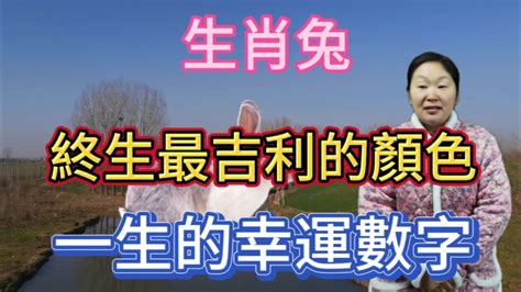 屬兔的幸運數字|生肖兔: 性格，愛情，2024運勢，生肖1987，1999，2011